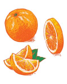 236x295 Off Sale Hand Drawn Collection Of Fruits Sketch Outline Hand - Orange Fruit Drawing
