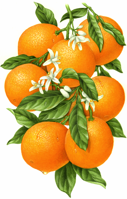 432x679 botanical illustration of an orange branch with eight oranges - Orange Fruit Drawing