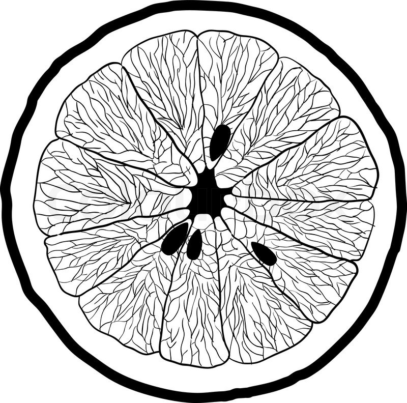 800x792 Collection Of Free Alfione Clipart Drawing Download On Ui Ex - Orange Slice Drawing