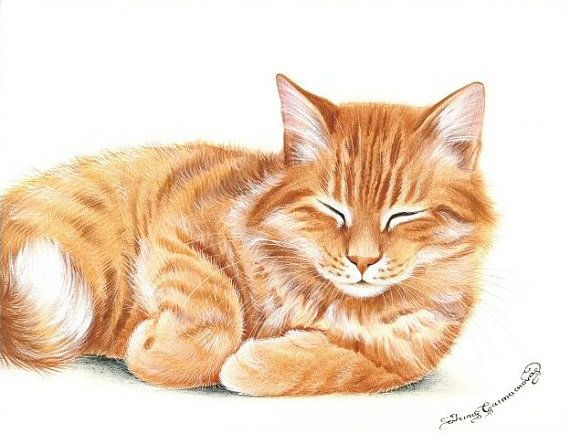 570x434 Ginger Cat Print Snoozing - Orange Tabby Cat Drawing