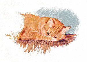 300x213 Joe's Cat Drawing - Orange Tabby Cat Drawing