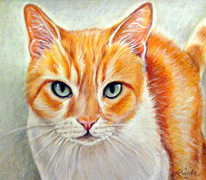 300x263 Orange And White Cat Drawings Fine Art America - Orange Tabby Cat Drawing