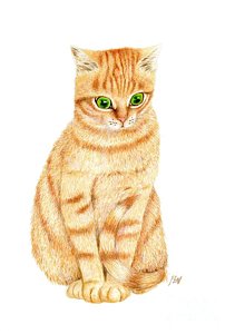 Orange Tabby Cat Drawing At Paintingvalley Com Explore Collection Of Orange Tabby Cat Drawing