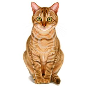 300x300 Biografie - Orange Tabby Cat Drawing