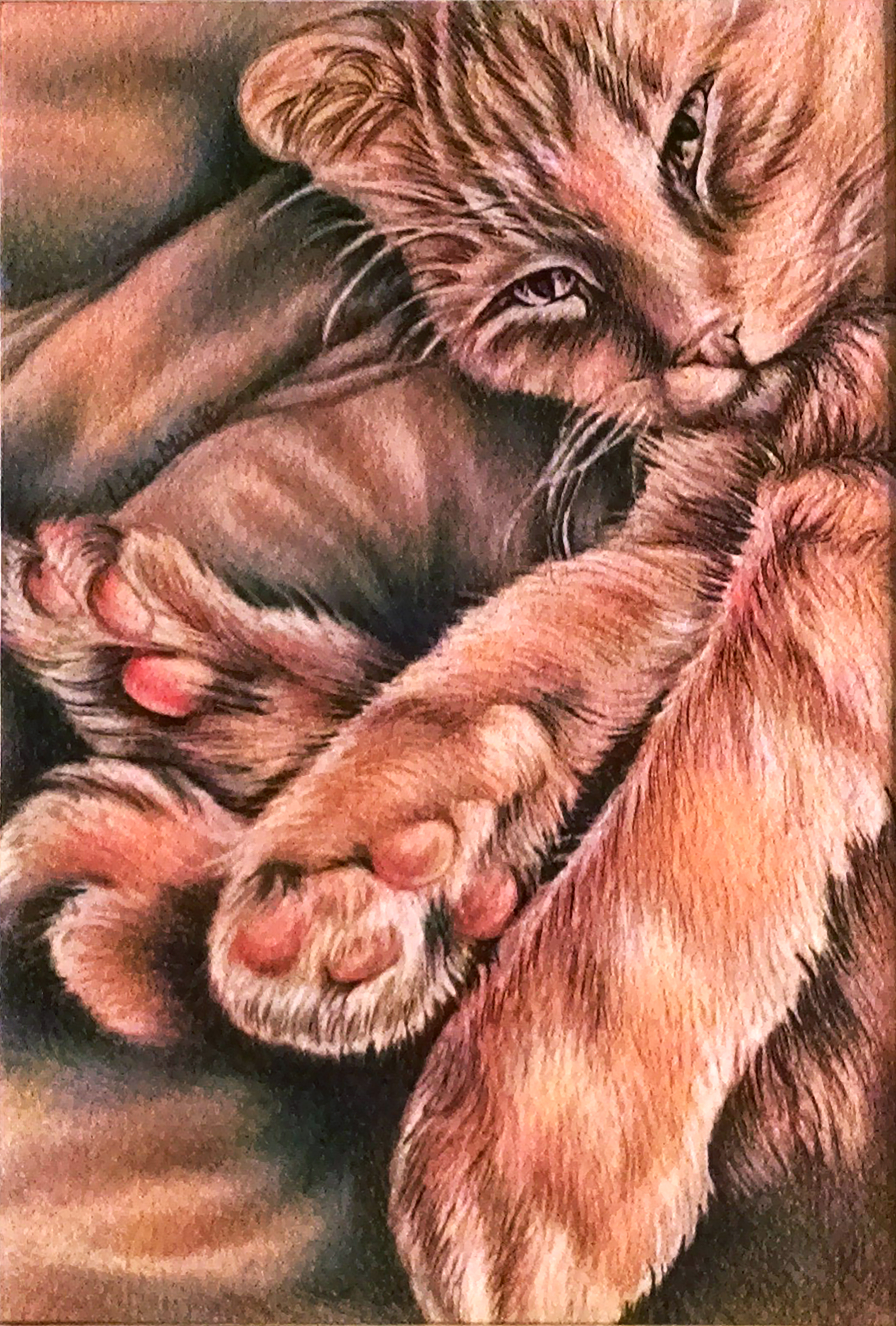 4422x6542 pet drawing orange tabby cat in corner pet portraits, family - Orange Tabby Cat Drawing