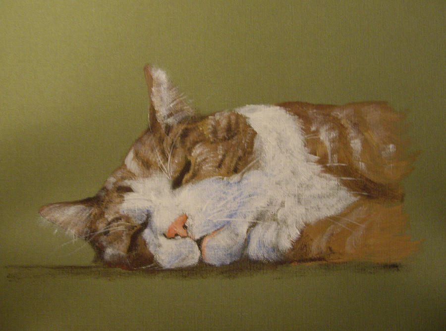 900x669 Sleeping Orange Tabby Cat Drawing - Orange Tabby Cat Drawing