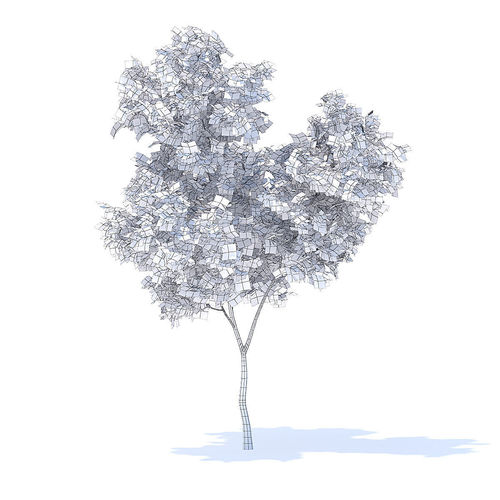 500x500 Orange Tree Model Model Max Obj Mtl Fbx Mat - Orange Tree Drawing