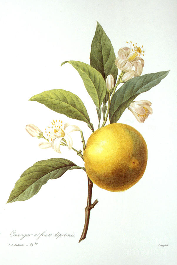 602x900 Orange Tree Photograph - Orange Tree Drawing