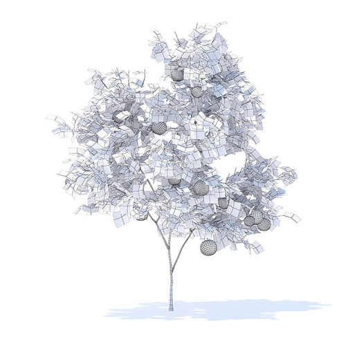 500x500 Orange Tree With Fruits Model Model Max Obj Mtl Fbx Mat - Orange Tree Drawing