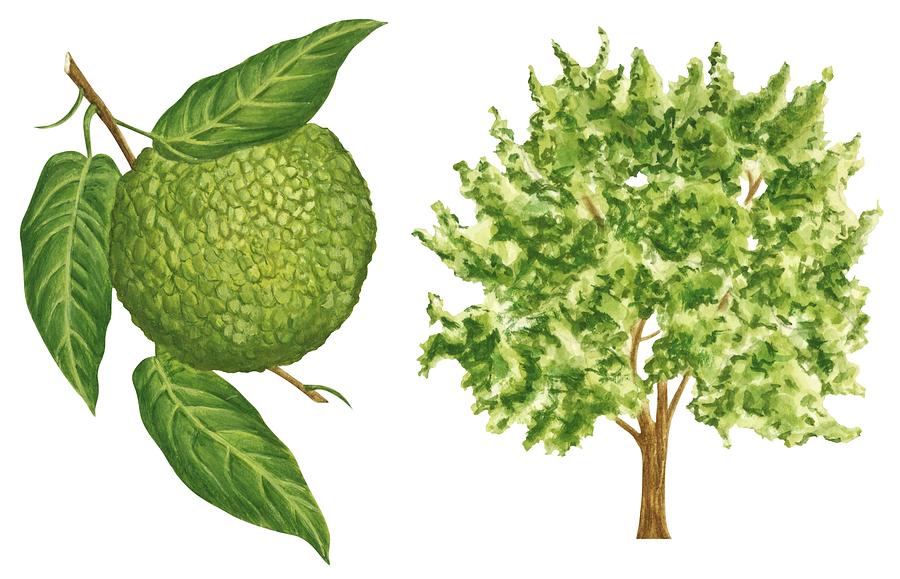900x579 Osage Orange Tree Drawing - Orange Tree Drawing