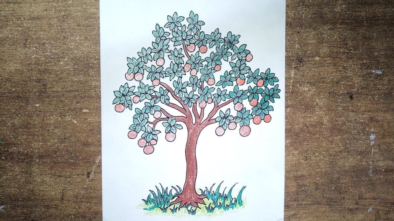 Orange Tree Drawing At Paintingvalleycom Explore