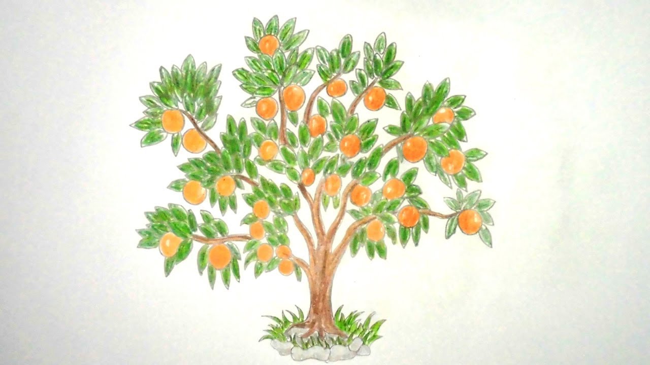 Orange Tree Drawing at Explore collection of