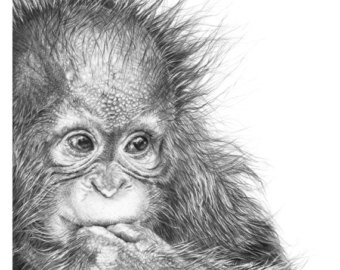 340x270 Cute Baby Orangutan Orangutan Art Orangutan Drawing Etsy - Orangutan Drawing