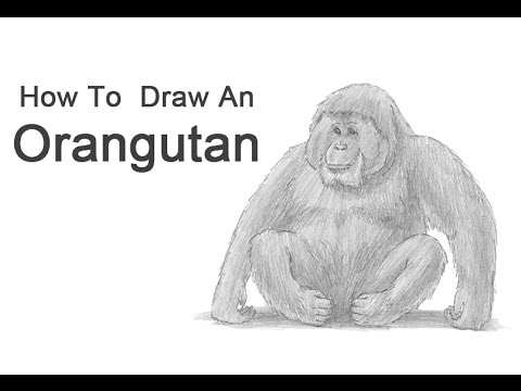 480x360 How To Draw An Orangutan - Orangutan Drawing