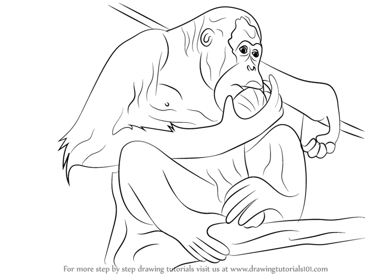800x566 Learn How To Draw A Orangutan - Orangutan Drawing