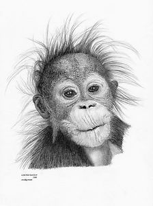 224x300 orangutan baby limited edition art drawing print signed - Orangutan Drawing