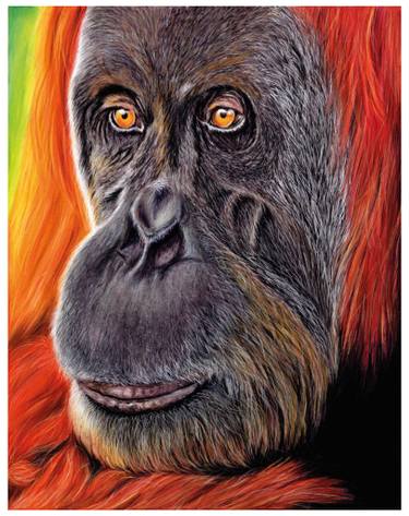 375x473 Orangutan Drawing - Orangutan Drawing