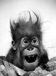 219x300 Orangutan Drawings Fine Art America - Orangutan Drawing