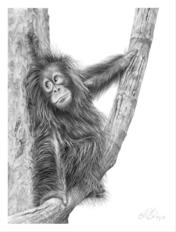 570x749 orangutan pencil drawing art print primate art orangutan etsy - Orangutan Drawing