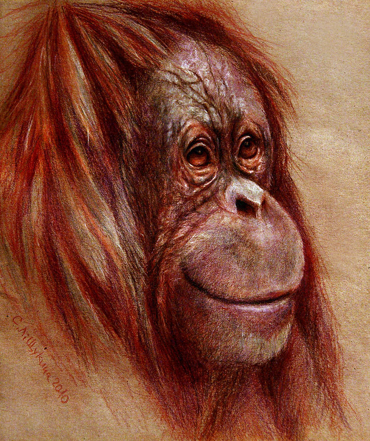 755x900 Orangutan Smiling - Orangutan Drawing