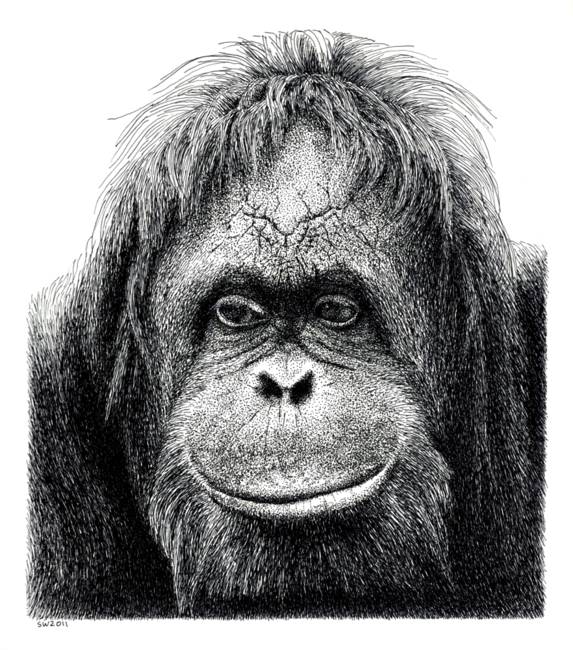 573x650 Orangutan - Orangutan Drawing
