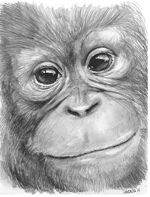 503x660 Orangutan In Graphite - Orangutan Drawing