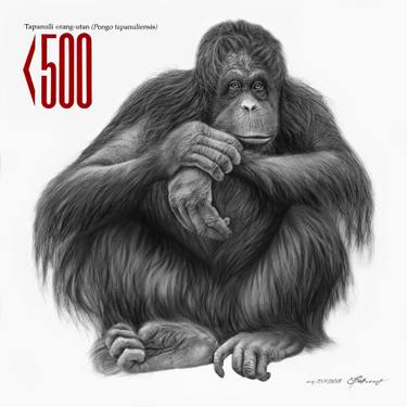 375x375 Tapanuli Orangutan Drawing - Orangutan Drawing