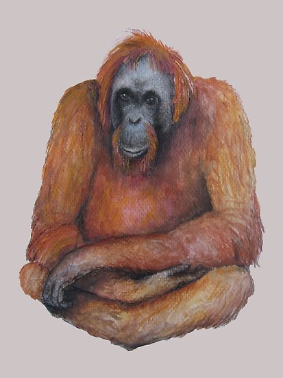 413x550 Wild Orangutan Drawing Posters - Orangutan Drawing