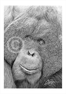 212x300 ape orangutan pencil drawing art print sizes signed - Orangutan Drawing