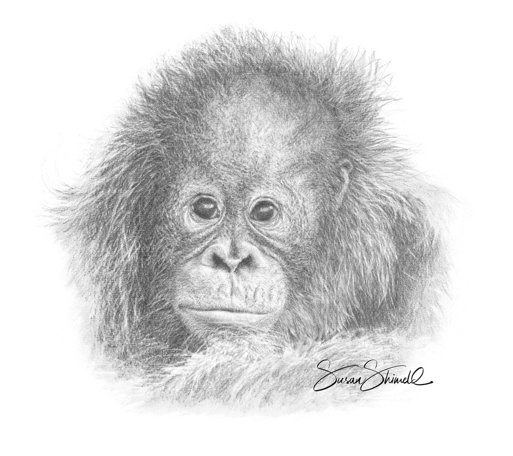 1012x900 Baby Orangutan Nature In Art - Orangutan Drawing