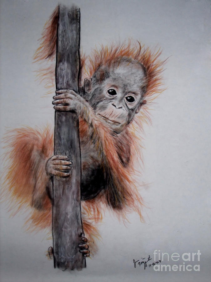 675x900 Baby Orangutan Drawing - Orangutan Drawing