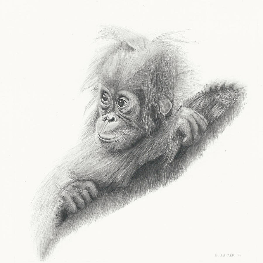 900x900 Baby Orangutan Drawing - Orangutan Drawing