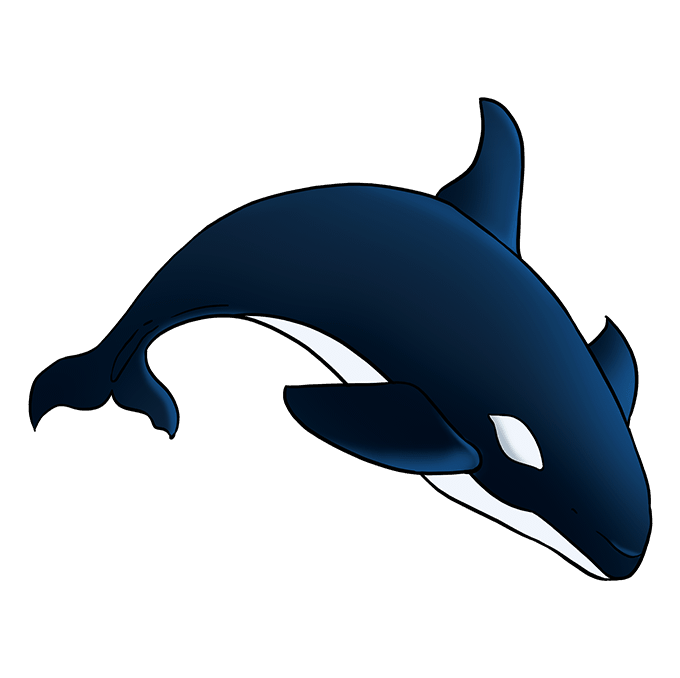 680x678 how to draw an orca - Orca Drawing