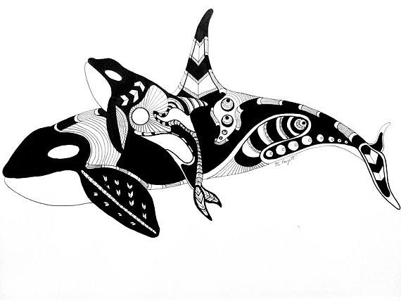 570x428 orcas drawing - Orca Drawing