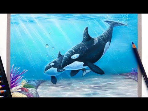 480x360 time lapse drawing mother and baby orcakillerwhale with pastel - Orca Drawing