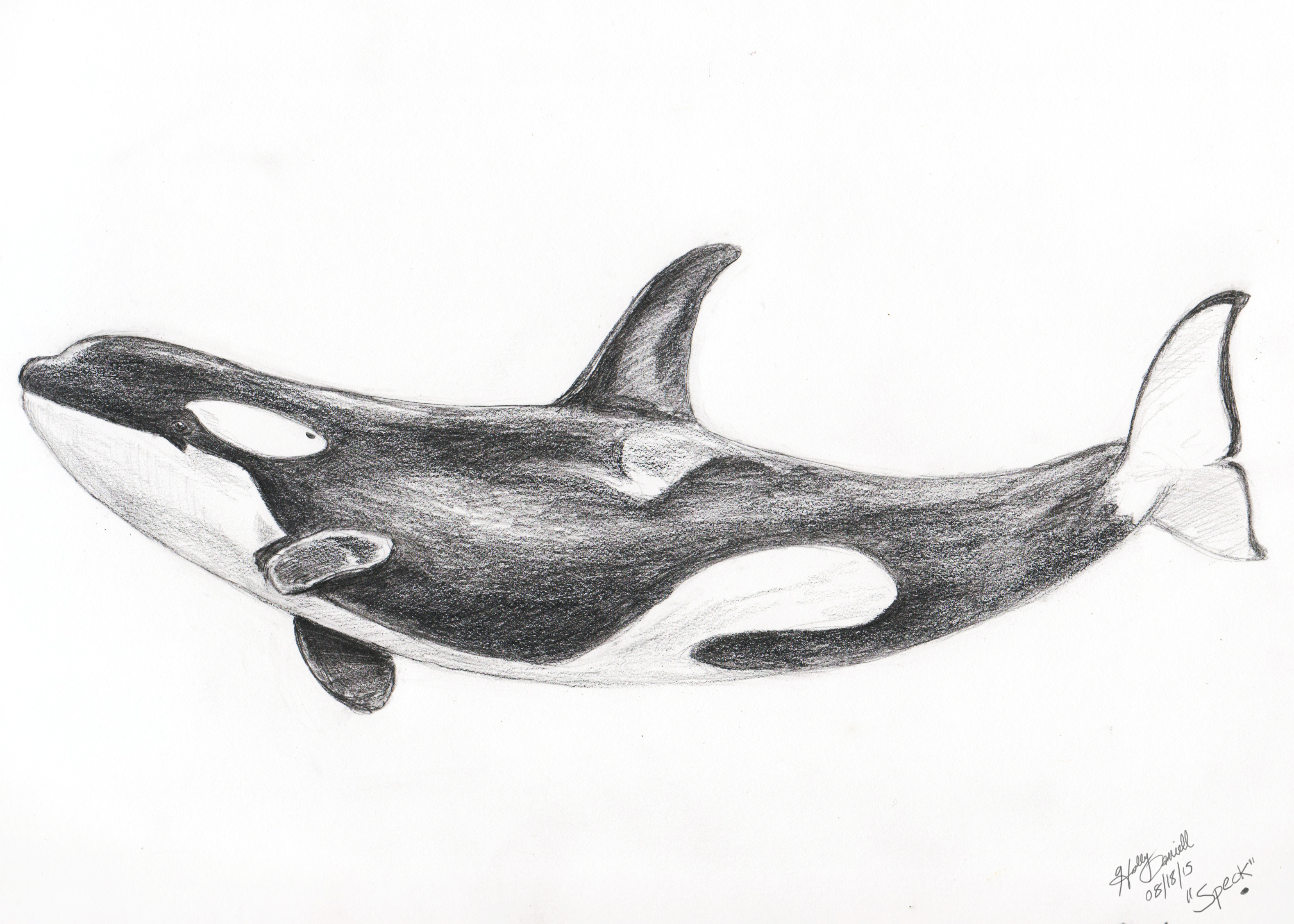 Orca Drawing at Explore collection of Orca Drawing