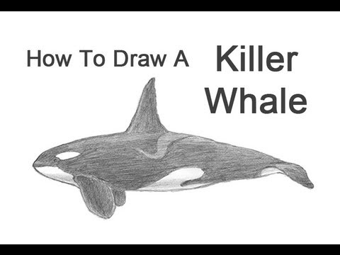 480x360 How To Draw A Killer Whale - Orca Whale Drawing