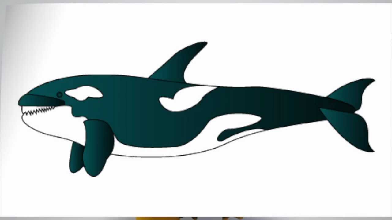1280x720 How To Draw A Killer Whale Step - Orca Whale Drawing
