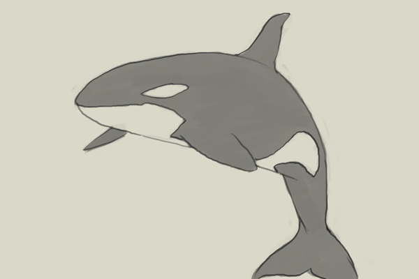 600x400 How To Draw Killer Whale - Orca Whale Drawing
