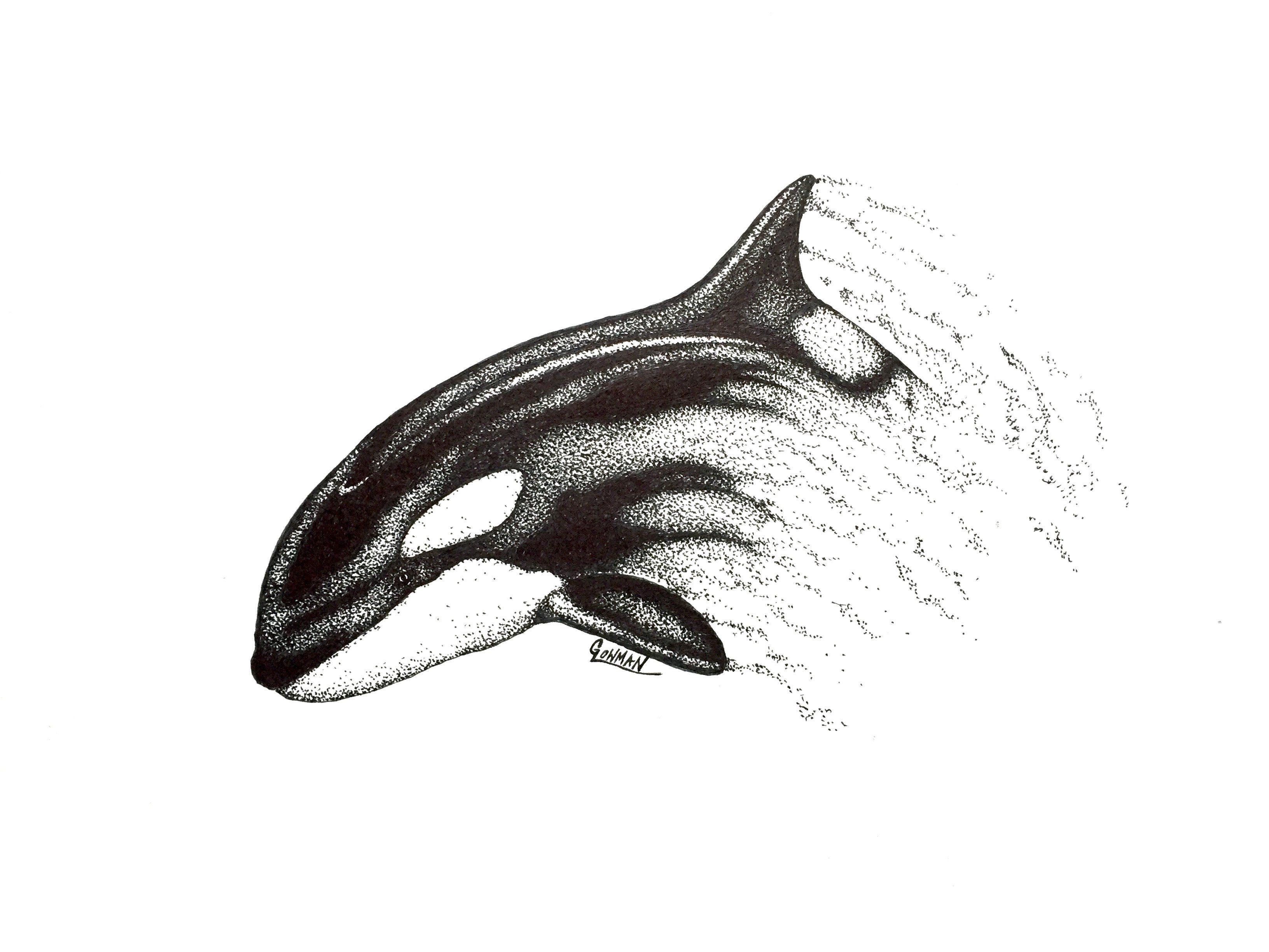 3264x2448 Marine Life Artwork - Orca Whale Drawing