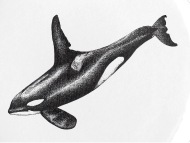 190x143 orca killer whale ink drawing artwork small buttons spreadshirt - Orca Whale Drawing