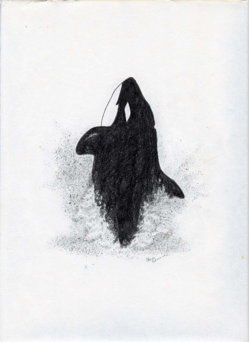 817x1121 Pencil Drawing Killer Whale Collidescopes - Orca Whale Drawing