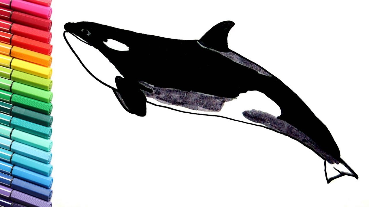 1280x720 Drawing And Coloring Orca Killer Whale - Orca Whale Drawing