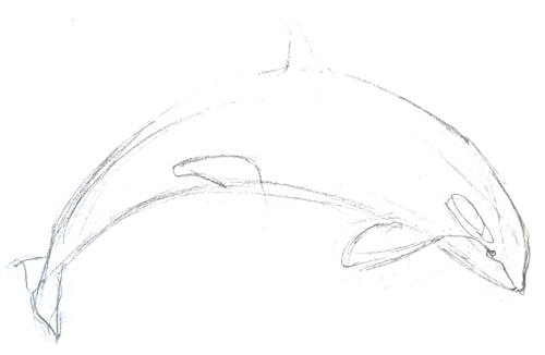 500x326 How To Draw A Killer Whale - Orca Whale Drawing