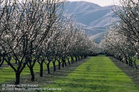 481x320 uc to measure energy and greenhouse gas footprints of orchard - Orchard Drawing