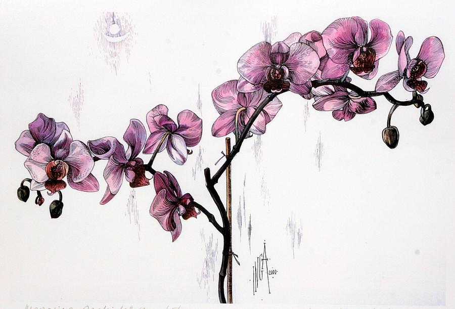 900x611 marning orchids drawing - Orchid Drawing
