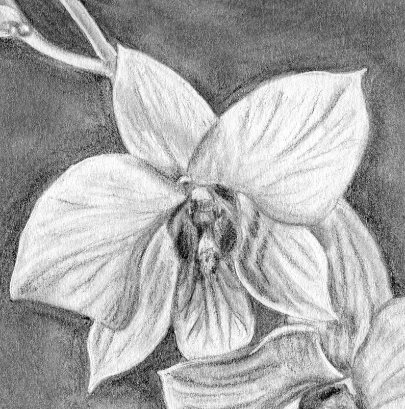 794x803 orchid drawing orchid art white orchids flower drawing etsy - Orchid Drawing