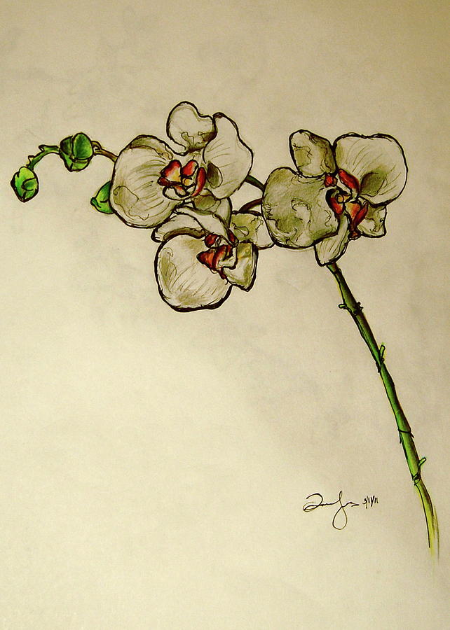 642x900 orchid drawing - Orchid Drawing