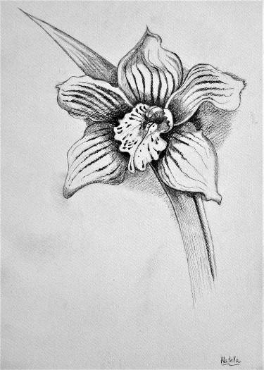375x525 orchid drawing - Orchid Drawing