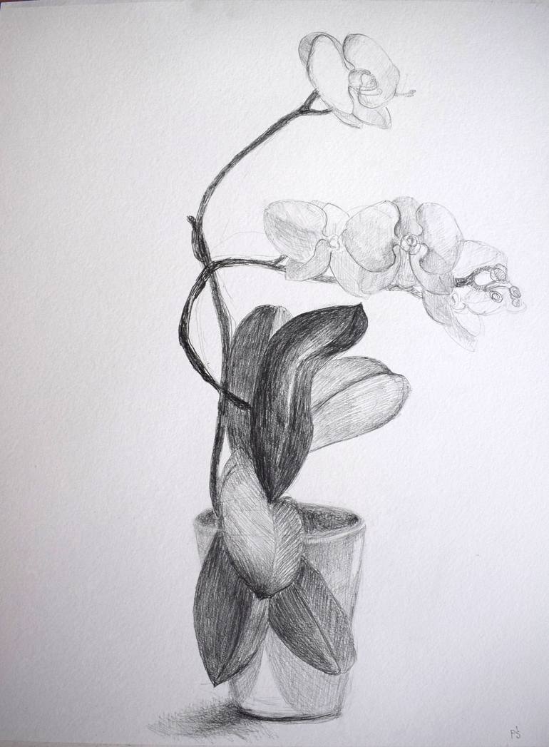 Orchid Drawing at PaintingValley.com | Explore collection of Orchid Drawing